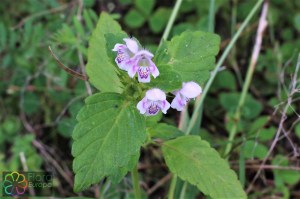 Galeopsis tetrahit (3)